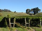  Vineyards in Havelock North 