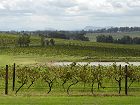  Vineyards in the Hunter Valley 
