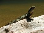  Lizard in Kuring-gai Chase National Park 