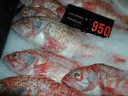  Ocean Perch on sale at the Fish Markets 