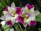  Orchids 