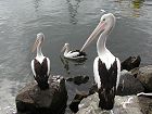  Pelicans near the Fish Markets 